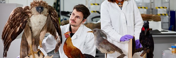 Man and woman in lab coats looking at various species of birds in a lab