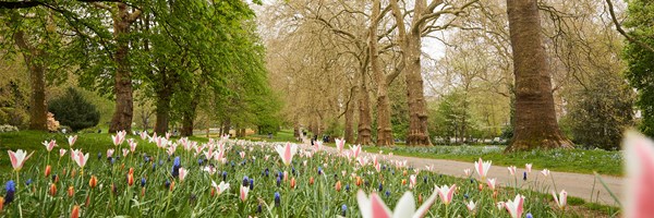 View in Hyde Park with tulips and rows of trees.